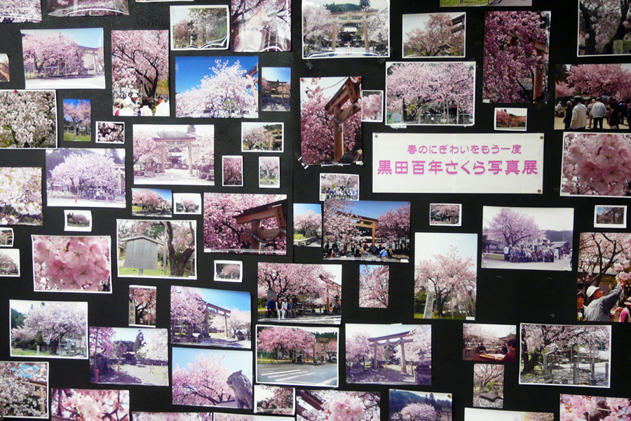 黒田百年桜の写真展示