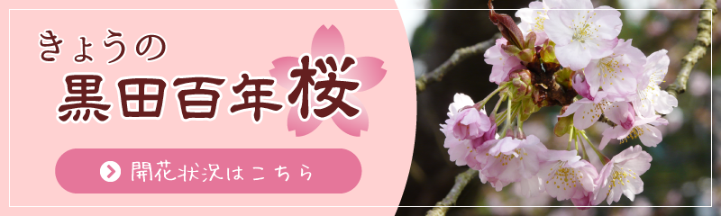 きょうの黒田百年桜